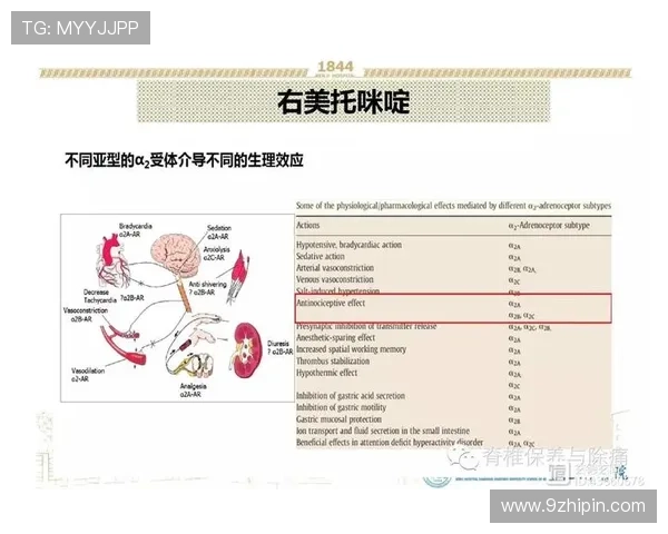 维尔茨与帕尔默：数据型中场的效率机制与参与模式对比